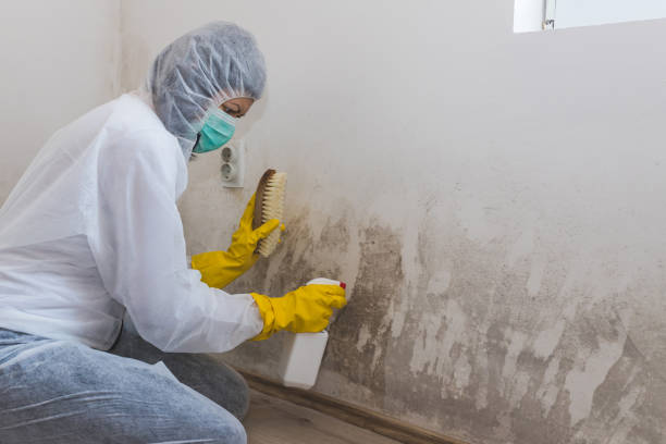 Best DIY Mold Remediation Support Services in Boonville, CA