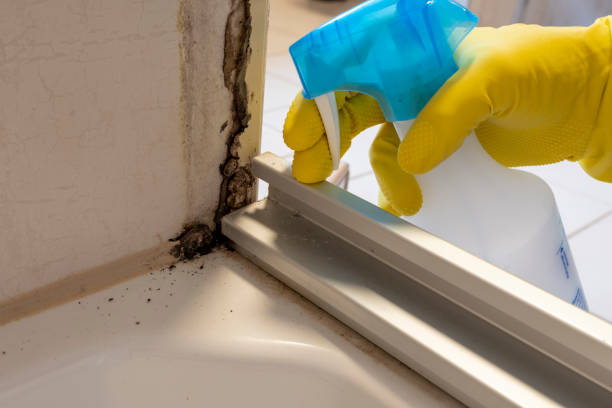 Best Basement Mold Remediation in Boonville, CA