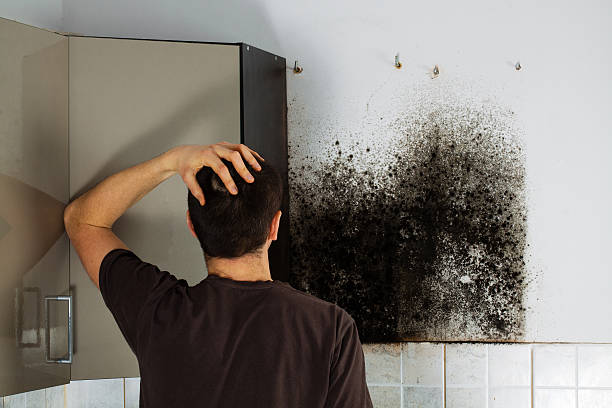 Best Residential Mold Remediation in Boonville, CA