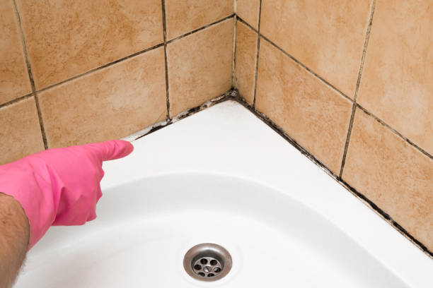 Best Mold Testing and Inspection Services in Boonville, CA